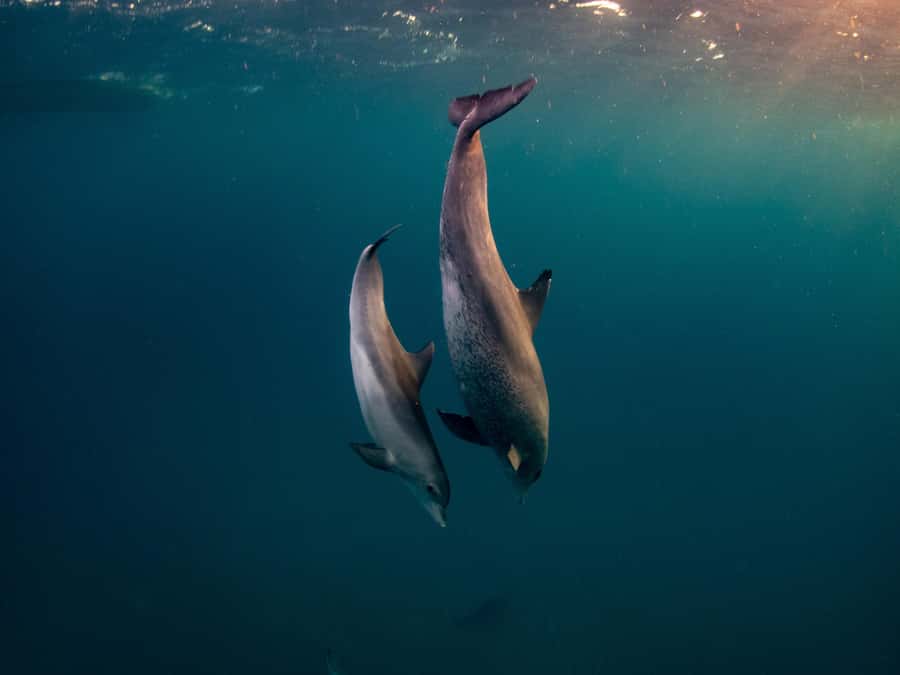 From Hurghada: Hula Hula Island Speedboat Tour with Dolphins - Coral reefs and the snorkeling stop