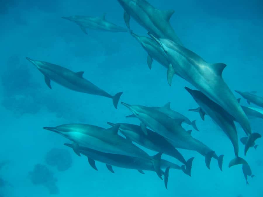 From Hurghada: Paradise Island Speedboat Tour with Dolphins - Why the dolphin search is the real highlight