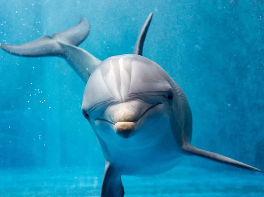 From Hurghada: Paradise Island Speedboat Tour with Dolphins - Abu Minqar Island brings the photo stop