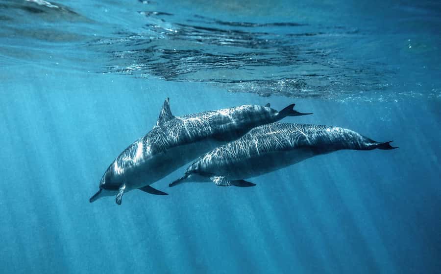 From Hurghada: Paradise Island Speedboat Tour with Dolphins - Pickup from Hurghada and nearby resorts