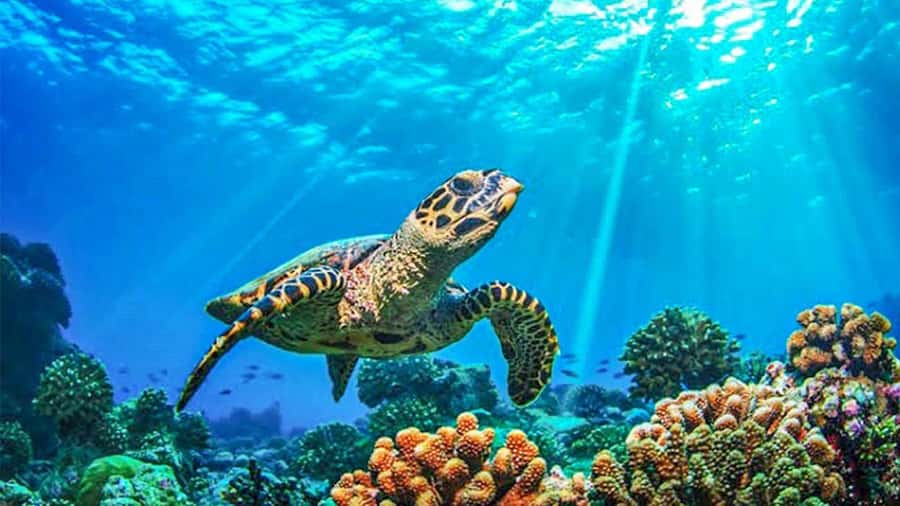 From Khao Lak & Phuket: Trip to Similan Islands by Speedboat - Ko Miang slows the day down