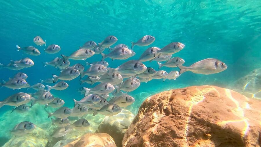 From Olbia: RIB Tour to Capo Figari with Dolphin Sighting - Should you book the Capo Figari RIB tour?
