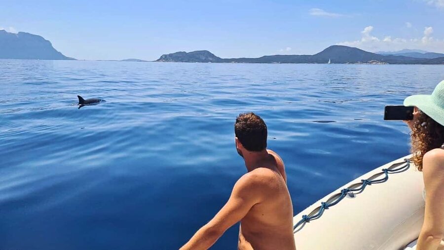 From Olbia: RIB Tour to Capo Figari with Dolphin Sighting - Leaving Marina di Olbia for Figarolo