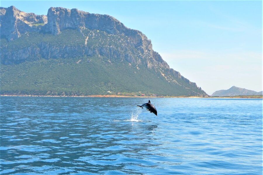 From Olbia: RIB Tour to Capo Figari with Dolphin Sighting - Snorkeling below Capo Figari