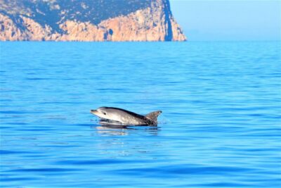 From Olbia: RIB Tour to Capo Figari with Dolphin Sighting
