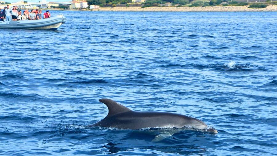 From Olbia: RIB Tour to Capo Figari with Dolphin Sighting - Choosing between Cala Moresca and other coves