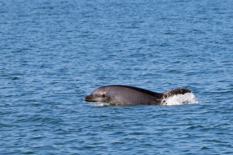 From Olbia: RIB Tour to Capo Figari with Dolphin Sighting - What the strongest praise focuses on