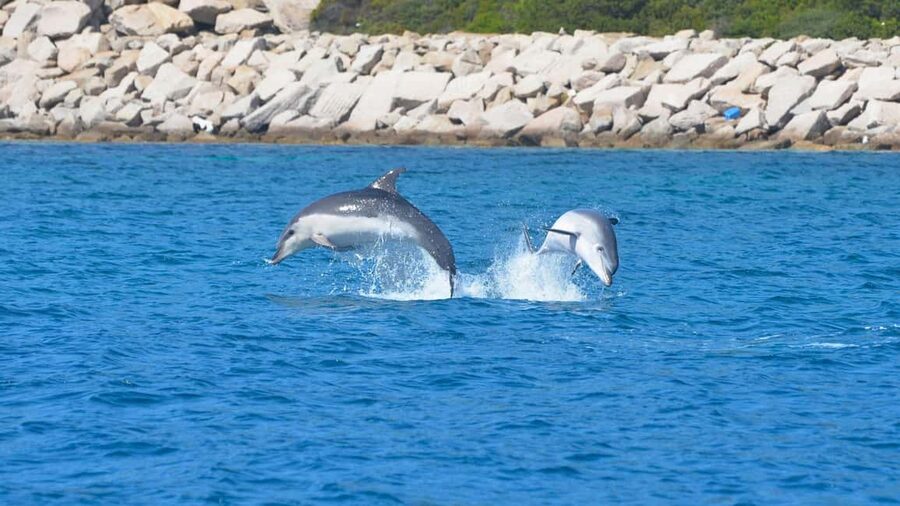 From Olbia: RIB Tour to Capo Figari with Dolphin Sighting - Who will enjoy this Olbia boat trip most?