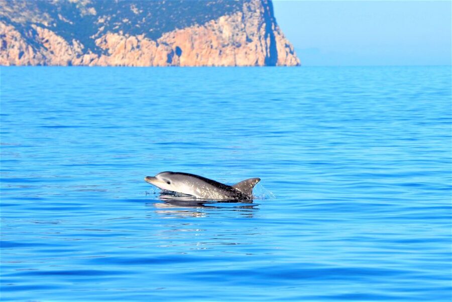 From Olbia: RIB Tour to Capo Figari with Dolphin Sighting - Watching dolphins near Figarolo Island