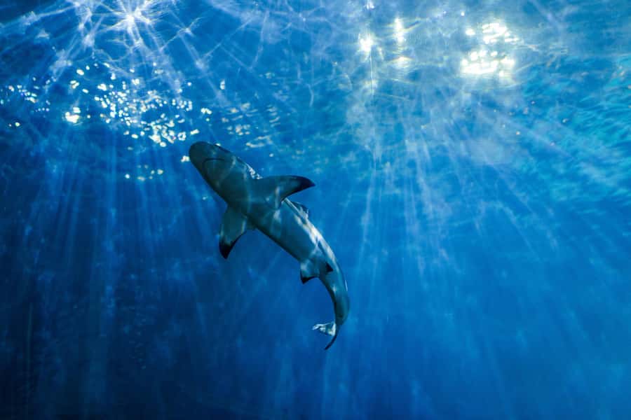 From Phi Phi : Full Day tour by Speed Boat with Lunch - Viking Cave comes with an important qualification