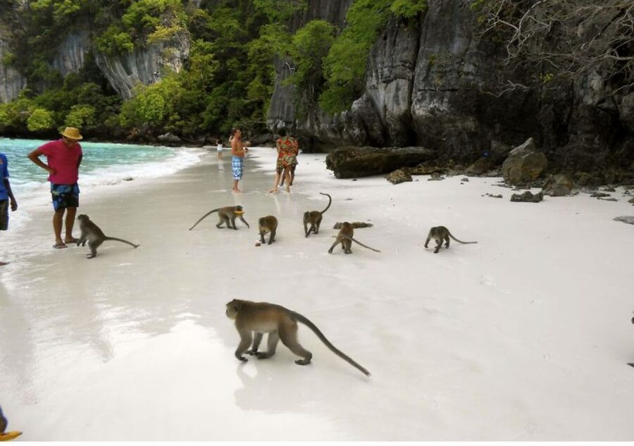 From Phi Phi: Private Full-Day Speed Boat Charter - Nui Bay, Monkey Beach, and Viking Cave