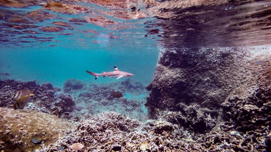 From Phi Phi: Sunrise Maya Bay, Pileh Lagoon Speedboat Tour - What the $53 price really covers