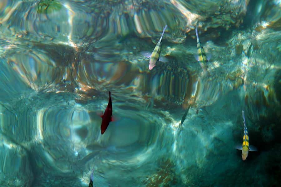 From Phuket: Phi Phi and Maya Bay Snorkeling by Speedboat - Is $112 a fair price?