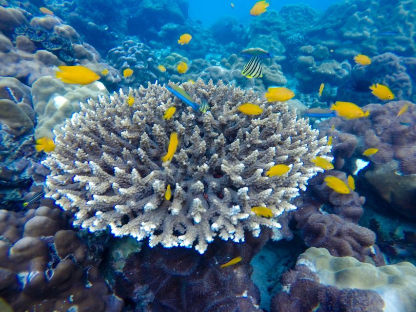 From Phuket: Phi Phi and Maya Bay Snorkeling by Speedboat - Who should book this speedboat trip?