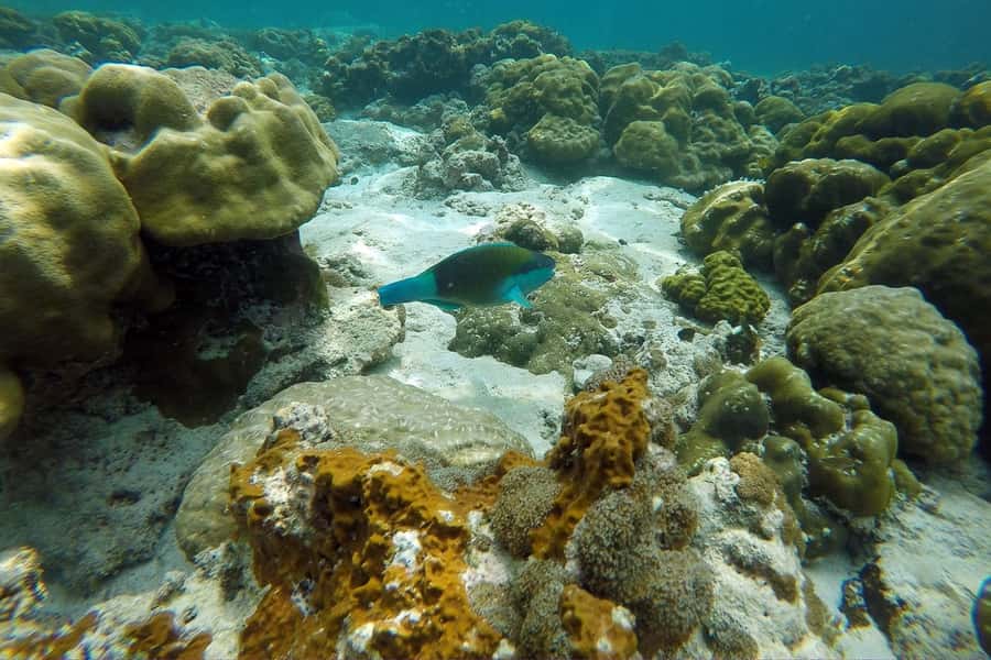 From Phuket: Phi Phi Island Private Full-Day Speedboat Trip - Nui Bay and the Camel Rock view