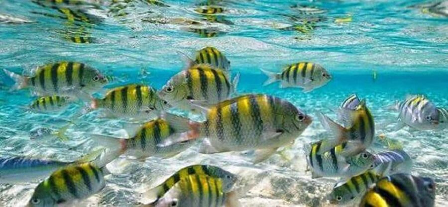 From Puerto Plata: Cayo Arena by VIP Speedboat and Snorkel - Speeding through Monte Cristi National Park
