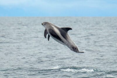 Whale Watching Tour by Speedboat