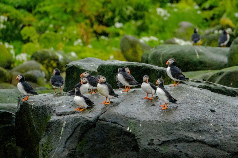 From Reykjavik: Whale Watching Tour by Speedboat - Is $192 a fair price for two hours?