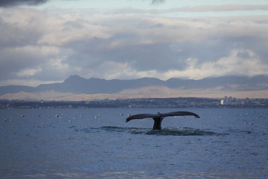 From Reykjavik: Whale Watching Tour by Speedboat - What can make the trip special