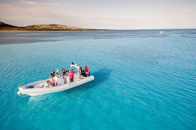 From Stintino: RIB tour in the gulf of Asinara - Key points to know before you book