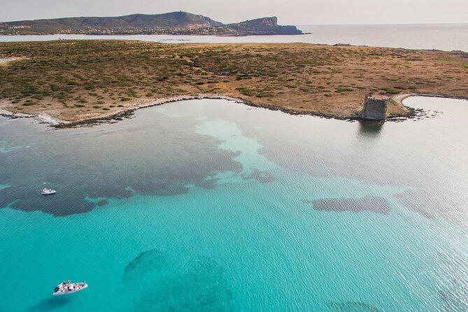 From Stintino: RIB tour in the gulf of Asinara - What you may see around Asinara