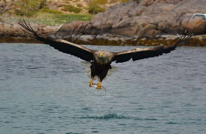 From Svolvær: Lofoten RIB Sea Eagle Safari Trollfjord Cruise - The first run across Lofoten’s coastal waters