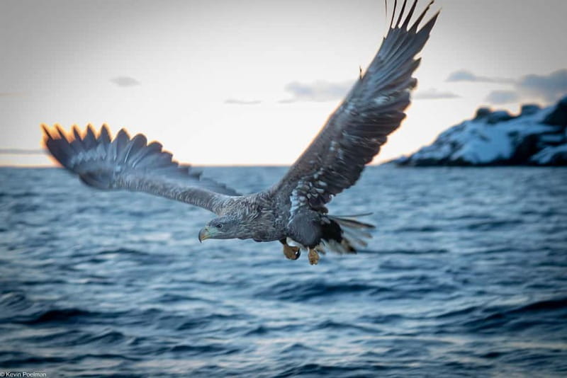 From Svolvær: RIB Boat Lofoten Trollfjord Sea Eagle Safari - Key points to know before you book