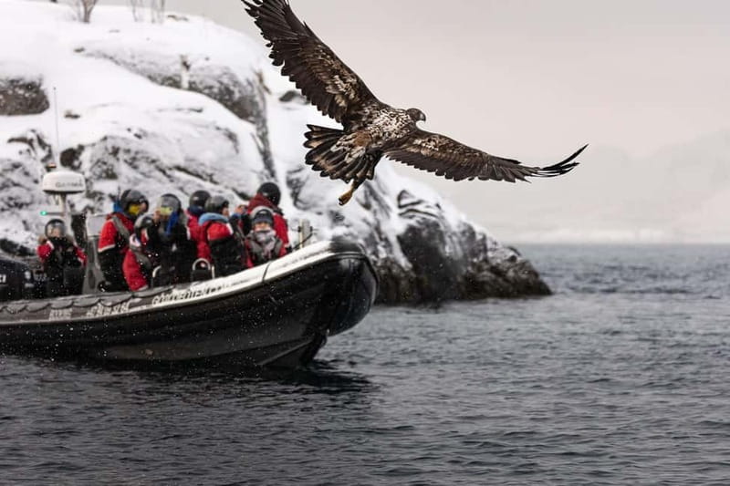 From Svolvær: RIB Boat Lofoten Trollfjord Sea Eagle Safari - Who should book this Svolvær safari?