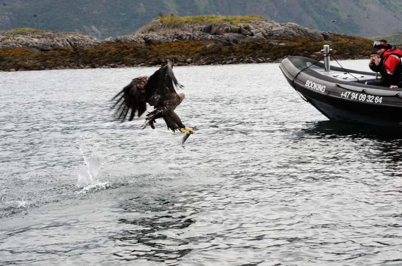 From Svolvær: RIB Boat Lofoten Trollfjord Sea Eagle Safari - Viking sites, beaches, and local stories