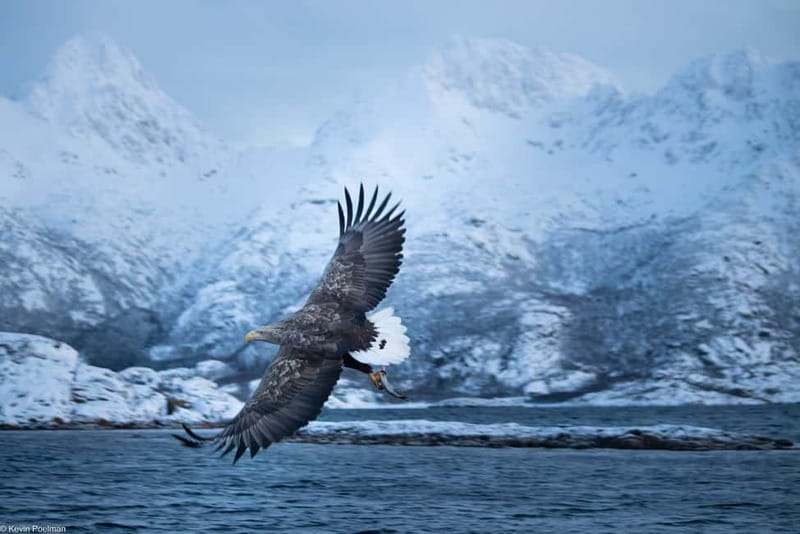 From Svolvær: RIB Boat Lofoten Trollfjord Sea Eagle Safari - Staying warm in northern Norway