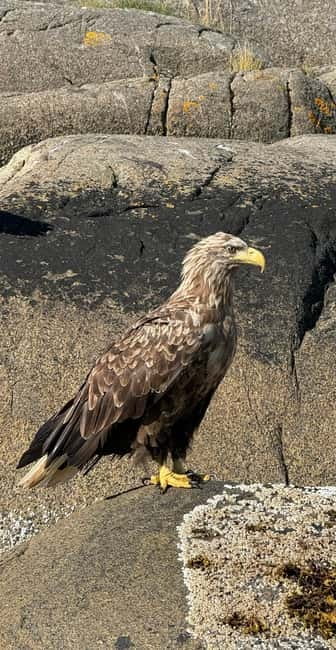 From Svolvær: RIB Boat Lofoten Trollfjord Sea Eagle Safari - Photo opportunities and other wildlife