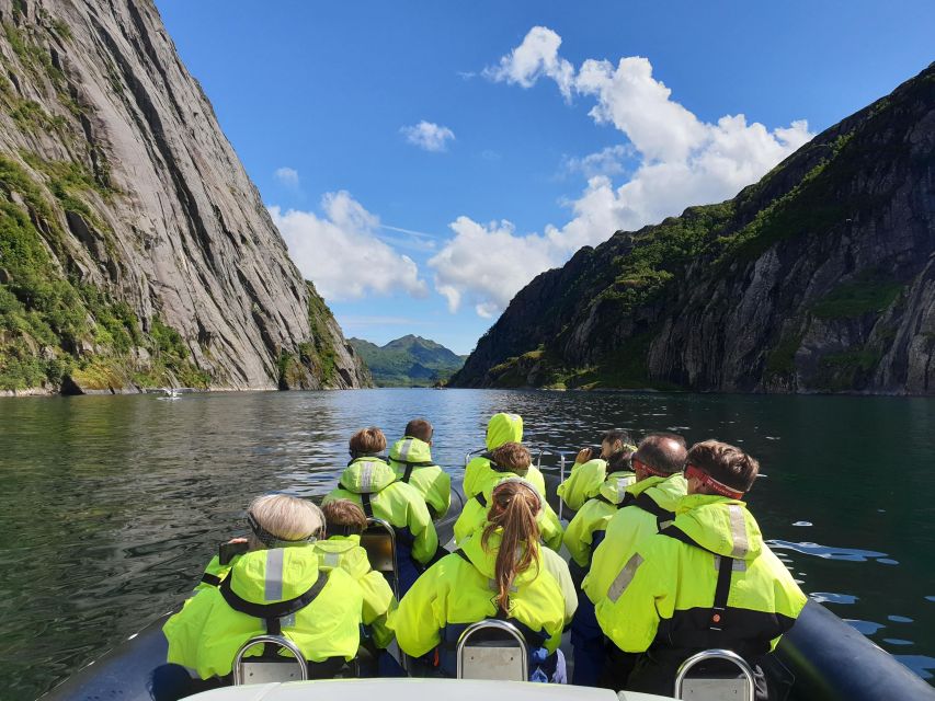 From Svolvaer: Trollfjorden Wildlife RIB Cruise - What makes this RIB trip worth your time