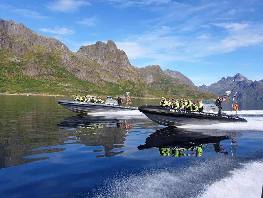 From Svolvaer: Trollfjorden Wildlife RIB Cruise - White-tailed eagles are the main wildlife draw
