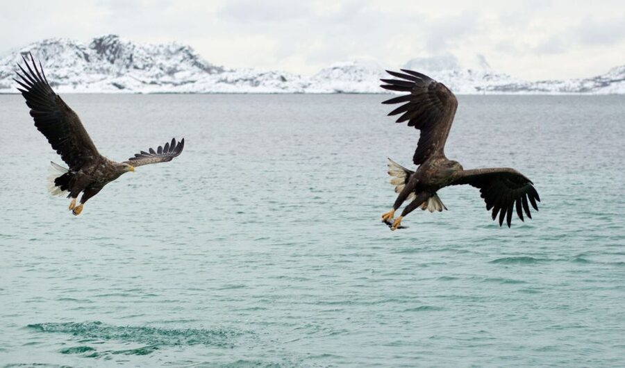 From Svolvaer: Trollfjorden Wildlife RIB Cruise - Who should book, and who should skip it?