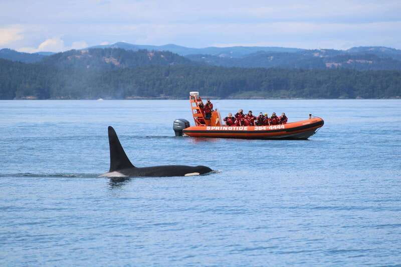 From Victoria: Whale Watching Tour by Zodiac Boat - Key things to know before you book