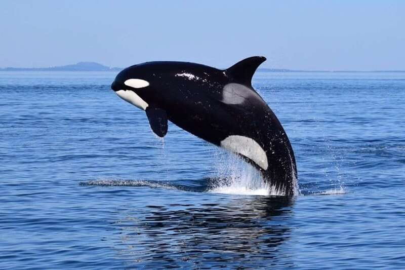 From Victoria: Whale Watching Tour by Zodiac Boat - The Victoria departure and the first run onto the water