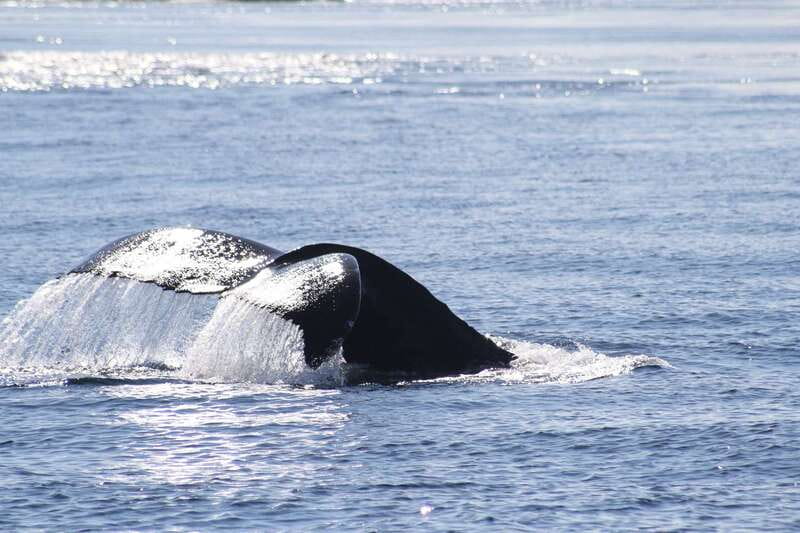From Victoria: Whale Watching Tour by Zodiac Boat - Seals, sea lions, porpoises, and marine birds