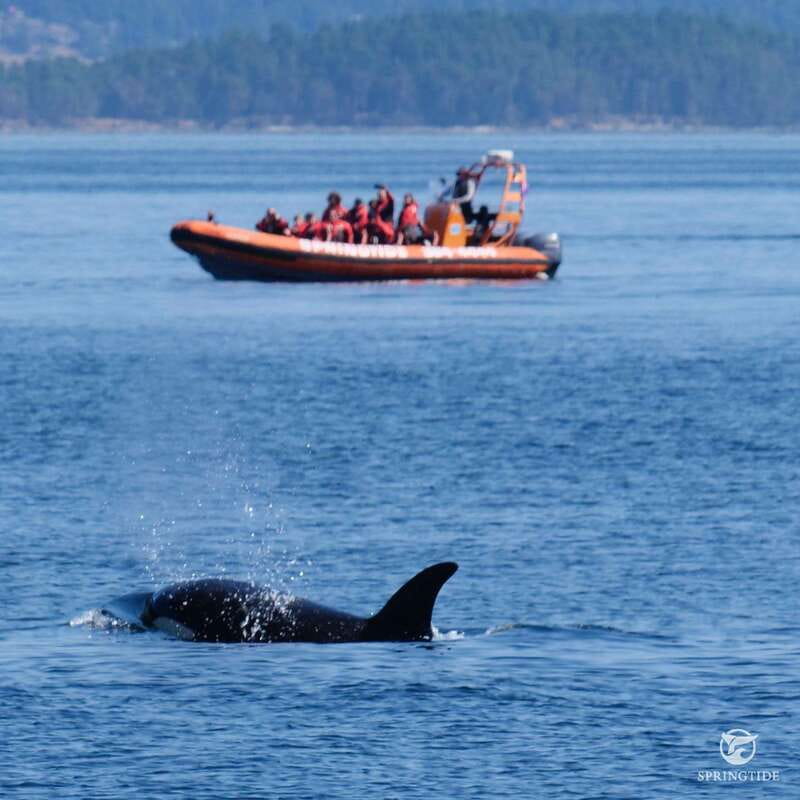 From Victoria: Whale Watching Tour by Zodiac Boat - The guides make a major difference