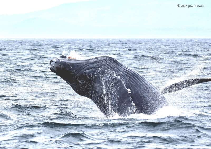 From Victoria: Whale Watching Tour by Zodiac Boat - A Zodiac ride that is part wildlife search, part thrill ride