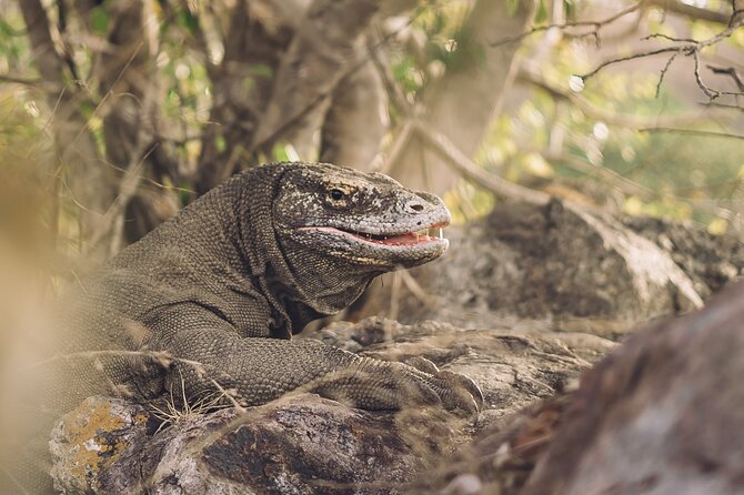 Full-Day Adventure Tour to komodo Island with join Speed Boat tur - The 5:30 a.m. start and speedboat ride