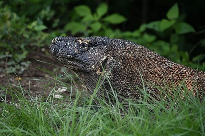 Full-Day Adventure Tour to komodo Island with join Speed Boat tur - Pink Beach: one hour for sand and snorkeling