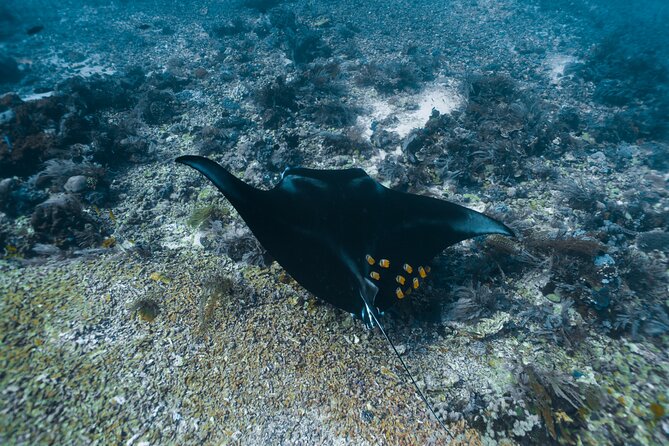 Full-Day Adventure Tour to komodo Island with join Speed Boat tur - Taka Makassar and the chance to find manta rays