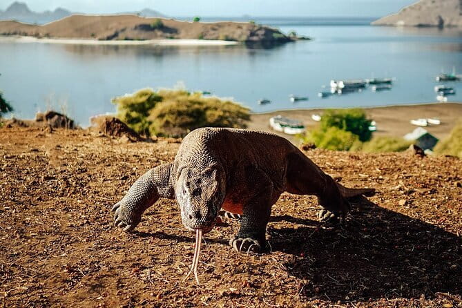 Full Day Komodo Tour With Hey Bali Info Visit 6 Spot - Pink Beach: beautiful sand, brief stop