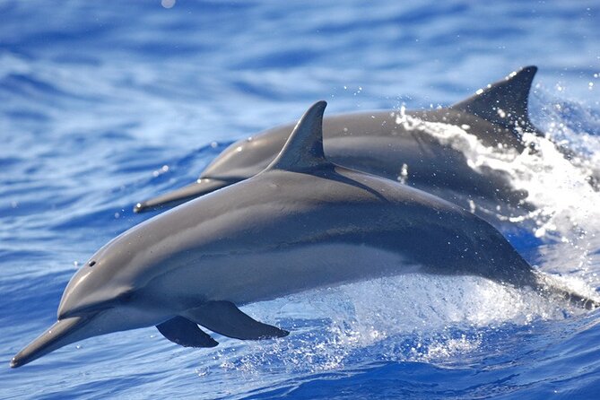 Full day Shared Speedboat Tour - South West Lagoon Dolphin Swim - Dolphins at Flic en Flac and Tamarin
