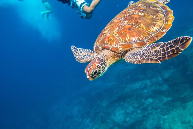 Full-day Tour to the Similan Islands by Speedboat from Khao Lak - Snorkeling near Ko Hin Pousar