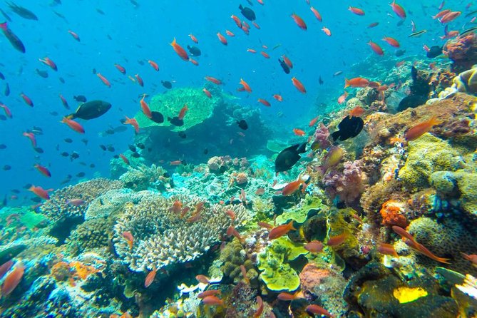 Full-Day Trip to Koh Tao and Koh Nang Yuan from Koh Samui by Speedboat - Koh Nang Yuan’s beaches and famous viewpoint