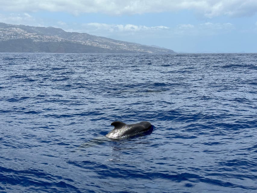 Funchal: Guarantee Wild Dolphin&Whale Watching by RIB - Booking details worth knowing