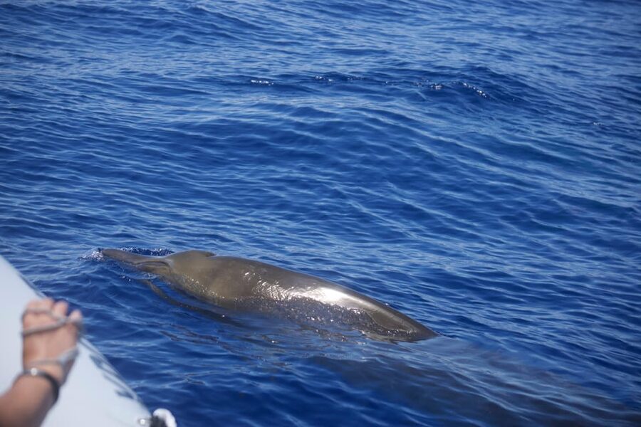 Funchal: Guarantee Wild Dolphin&Whale Watching by RIB - What the Funchal RIB trip is really like