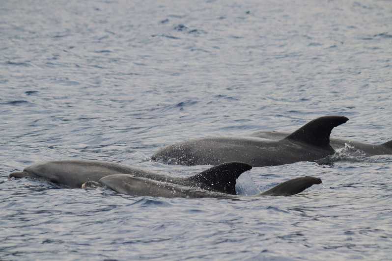 Funchal: Guarantee Wild Dolphin&Whale Watching by RIB - Cruising past Madeira’s coast