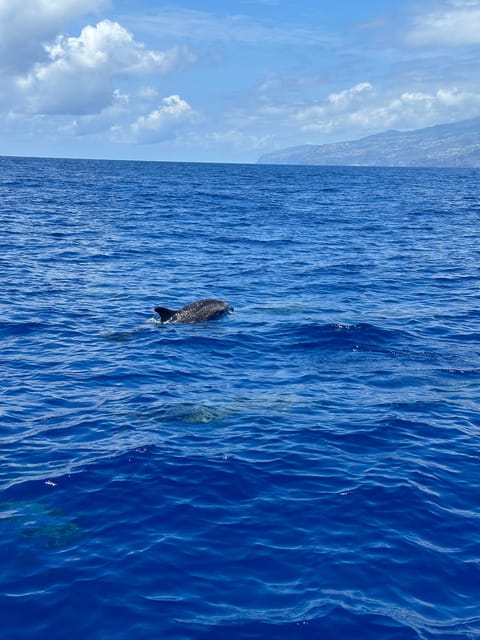 Funchal: Guarantee Wild Dolphin&Whale Watching by RIB - Searching for dolphins, whales, and turtles